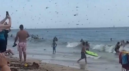Video zeigt massive Libellen-Invasion am Strand in Rhode Island