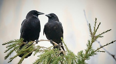 'Two crows have extorted me into providing them boiled eggs': Suburban resident fights back against crafty birds who targeted their trash