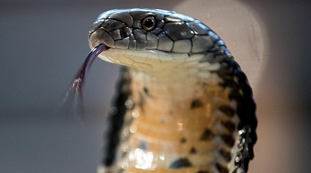 No, Hundreds Of Deadly King Cobras Didn’t Spill On A Wyoming Highway