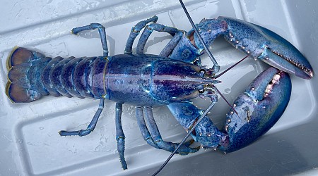 One in 100 million cotton candy lobster caught in New Hampshire