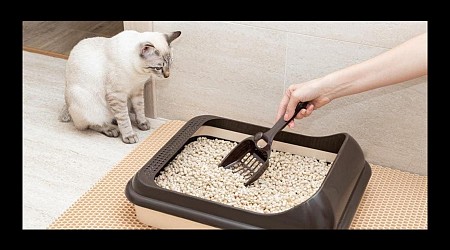 Why Your Cat Is Peeing Outside The Litter Box—And What To Do About It