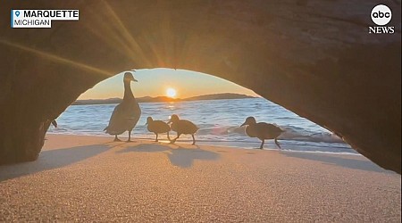 WATCH: Family of ducks photobomb beautiful sunset shot