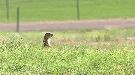HOA for Monument community changes method to exterminate prairie dog colony after pushback