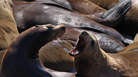 Poisoned California Sea Lions Wash Ashore