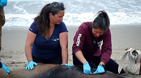 Sea lions are stranding themselves on SoCal's coast with signs of poisoning by harmful algae