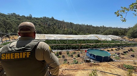 Over 15,000 illegal marijuana plants destroyed in July by Northern California deputies