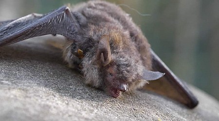 Rabid bat confirmed in Charleston County, one pet exposed