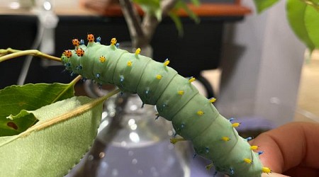 The Caterpillar Lab in Marlborough, New Hampshire