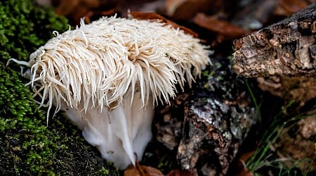 Lion's Mane Mushrooms: Their Internet Fame and Health Benefits