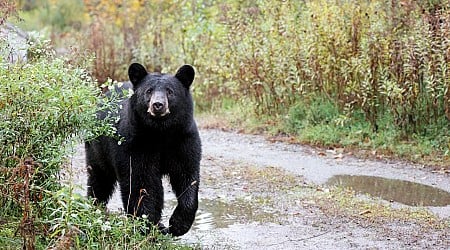 Black bear sightings are increasing in Kansas