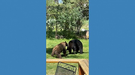 WATCH: Bears tussle in California yard