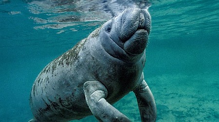 Florida residents were shocked to see a manatee swimming in their human-made lake. A biologist thinks she knows how it got there.