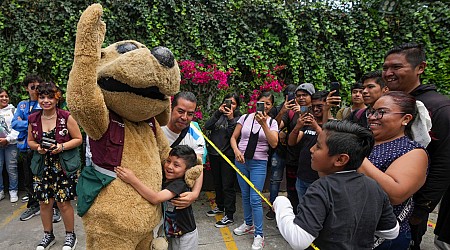 In Mexico, a lucha libre 'dog' is also a viral meme