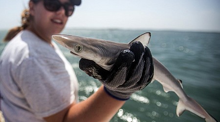 First 'Cocaine Sharks' Discovered in Brazil