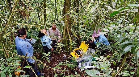 Scientists found a groundbreaking new reason to plant more trees