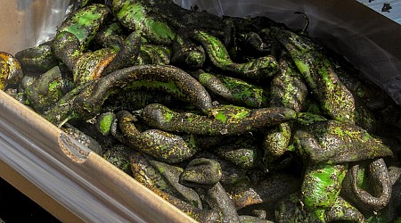 All about this Hatch chile season. Roasting spots, recipes