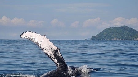 This Costa Rica Lodge Makes Sure Everyone Sees a Whale, or Gets a Free Massage