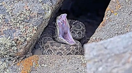 Project RattleCam is a live stream of hundreds of rattlesnakes