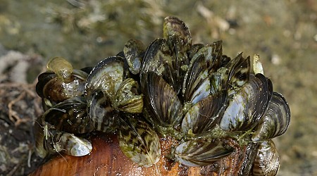 Invasive species discovered in Colorado River is capable of wiping out ecosystems, causing costly damage