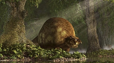 When did humans get to South America? This giant shelled mammal fossil may hold clues