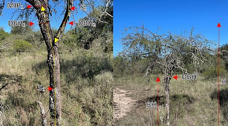 The role of subtropical savannas in carbon sequestration and climate change mitigation