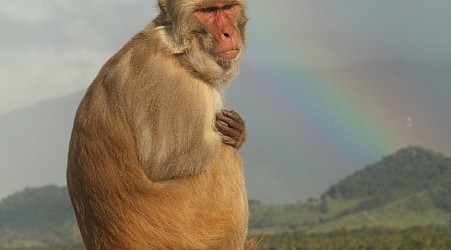 These monkeys were 'notoriously competitive' until Hurricane Maria wrecked their home