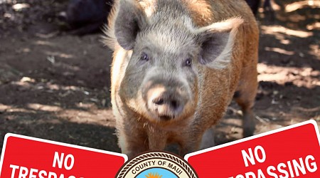 Maui Animal Sanctuary Beefs Up Security After Pet Pig Theft, Brutal Killing