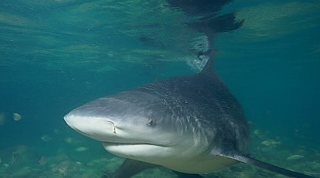 Baby bull sharks are thriving in Texas and Alabama bays as the Gulf of Mexico warms