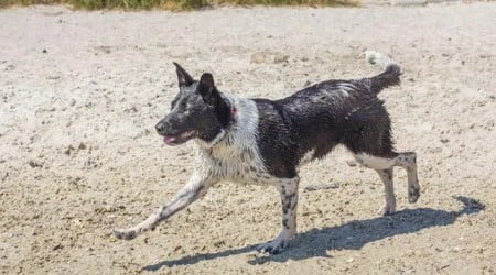 Dog Found Paddling Over a Mile Offshore Rescued in Florida