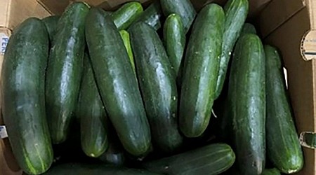 Florida Woman Sues Companies Over Cucumbers Linked to Salmonella Outbreak