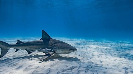 Single shark injures 4 different people on the same day