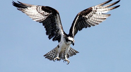 With nests on telephone poles, once-endangered osprey are flying high in Illinois