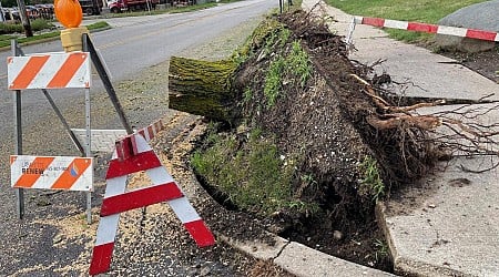 Tuesday morning storms down trees, branches; no injuries reported