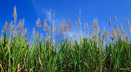 How the genome diversity of major crops tells the story of their evolution