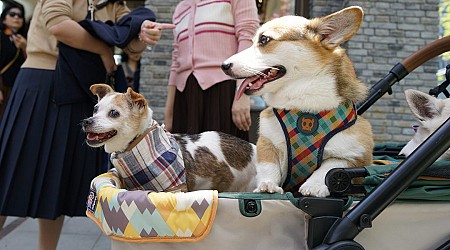 China's city dwellers will soon have more pets than toddlers, and there's 1 way investors can cash in on the trend, Goldman Sachs says