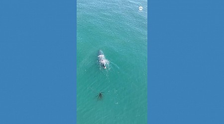 WATCH: Humpback whale spotted swimming without tail