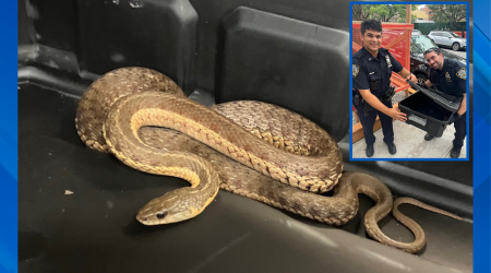 Snake spotted in Manhattan, corralled by officer: NYPD