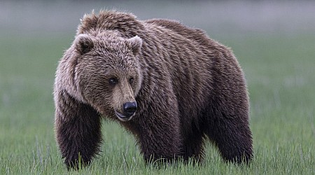 Man shot and killed grizzly bear after it attacked him in Montana