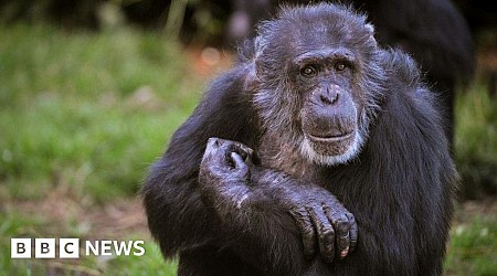 Zoo announces death of 58-year-old chimpanzee