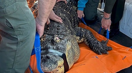 Albert the Alligator’s Owner Sues New York State Agency in Effort to Be Reunited