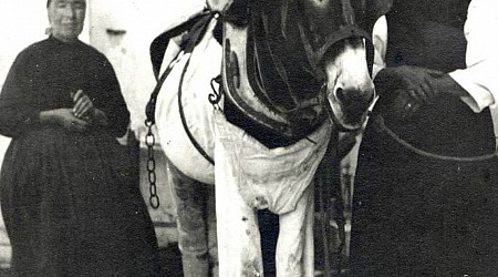 On the French Island of Ile de Ré, Donkeys Are Traditionally Dressed in Fashionable Trousers