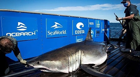 Massive great white known for its shark 'drawing' pings in Florida just after Shark Week