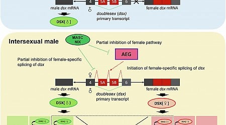 Genetic breeding offers new method for mosquito population control