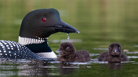 Wildlife on a Maine Pond: Adorable Loon Chicks Face an Uncertain Future