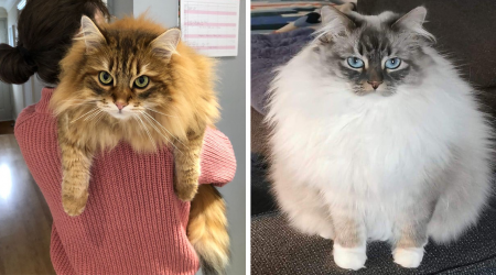 20 Fabulously Floofy Siberian Forest Felines Who Are The Cuddly Gentle Giants Of The Cat World