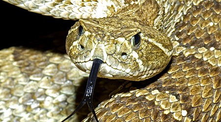 ‘RattleCam’ Live Stream Excites Rattlesnake Enthusiasts Worldwide