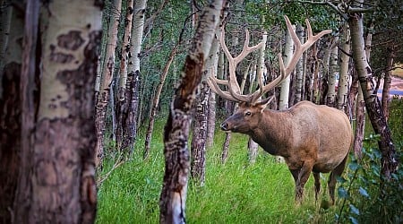 Plan to capture Minnesota elk, establish new herd gains momentum