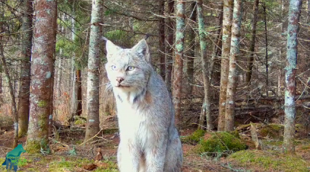Watch: Rare Canada lynx “poses” for a trail camera