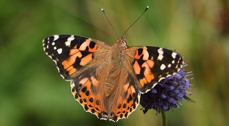 Butterflies Can Make Epic Atlantic Ocean Voyages, Shocking Scientists