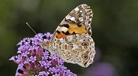 Scientists Solve the Mystery of How Butterflies Flew 2,600 Miles Without Stopping